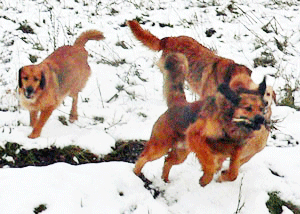 Hovawart blondmarken und wildmarken