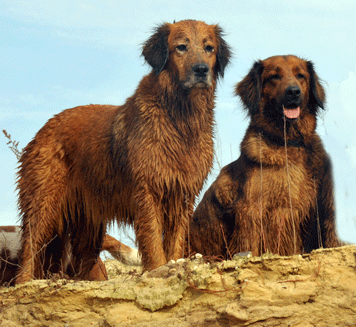 Hovawart wildmarken und blondmarken