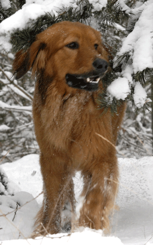 Hovawart Krischan blondmarken