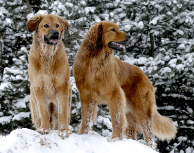 Hovawart blondmarken