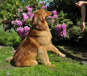 Hovawart Krischan blondmarken