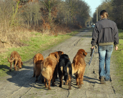 Hovawart blondmarken & wildmarken