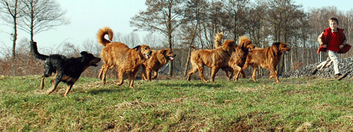 Hovawart blondmarken & wildmarken