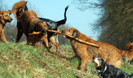 Hovawart blondmarken & wildmarken