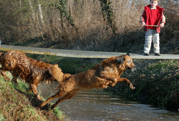 Hovawart blondmarken & wildmarken