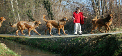 Hovawart blondmarken & wildmarken