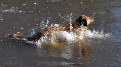 Hovawart blondmarken & wildmarken