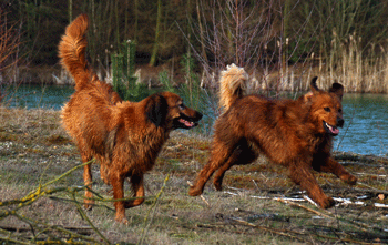 Hovawart blondmarken und wildmarken