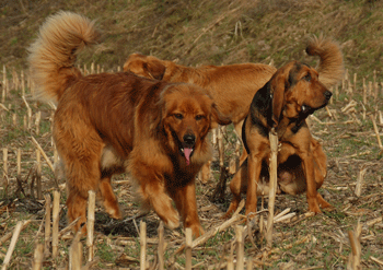 Hovawart blondmarken und wildmarken