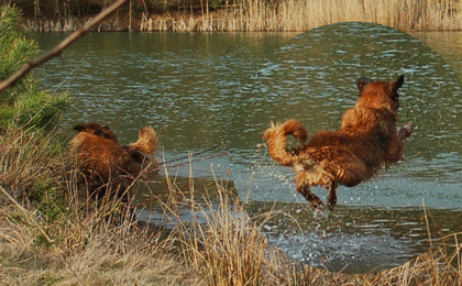 Hovawart blondmarken und wildmarken