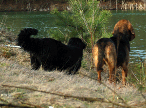 Hovawart blondmarken und wildmarken