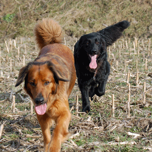 Hovawart blondmarken und wildmarken