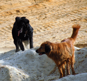 Hovawart blondmarken und wildmarken