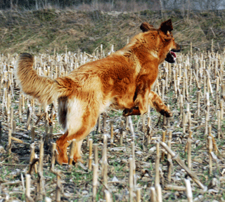 Hovawart blondmarken und wildmarken