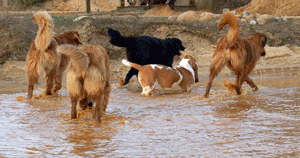 Hovawart blondmarken und wildmarken