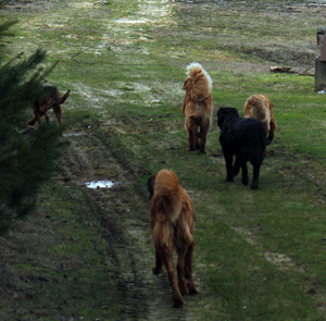 Hovawart blondmarken und wildmarken