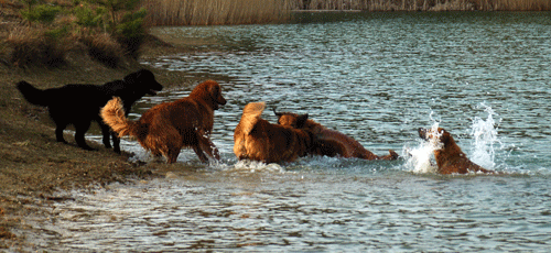 Hovawart blondmarken und wildmarken