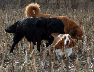 Hovawart blondmarken und wildmarken