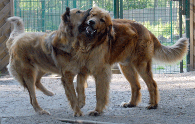 Hovawart Krischan blondmarken