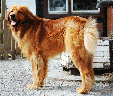 Hovawart Krischan blondmarken