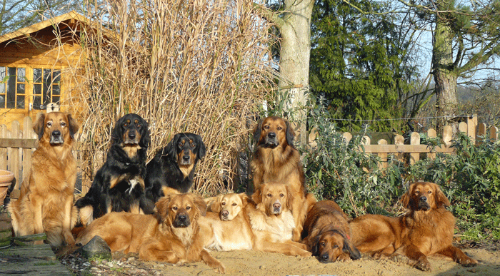 blondmarkene Hovifamilie