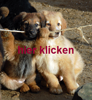 hier klicken