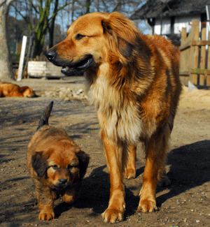 Hovawart blondmarken Baya